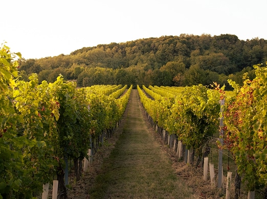 Vineyard Rows